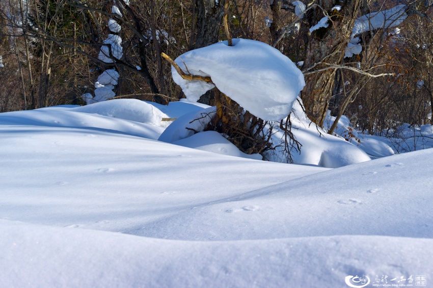 大象成视人3秒跳转视频