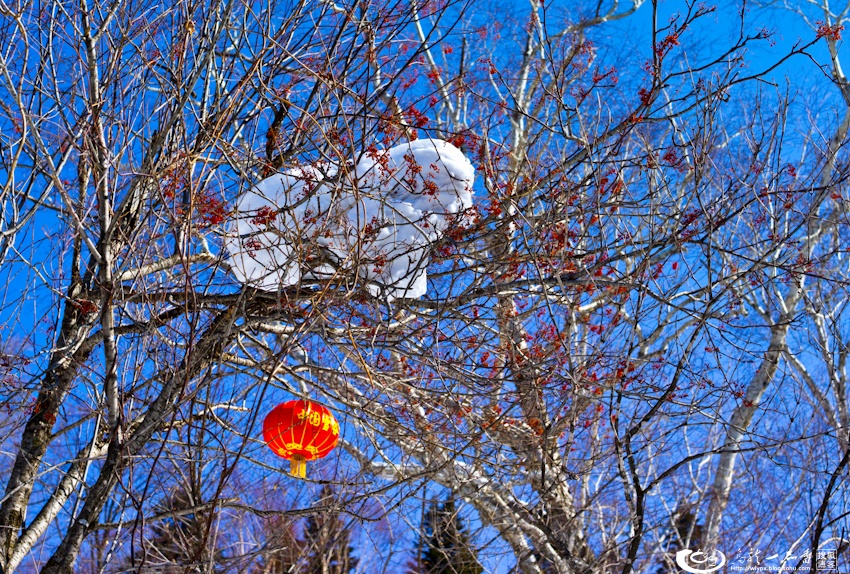 大象成视人3秒跳转视频