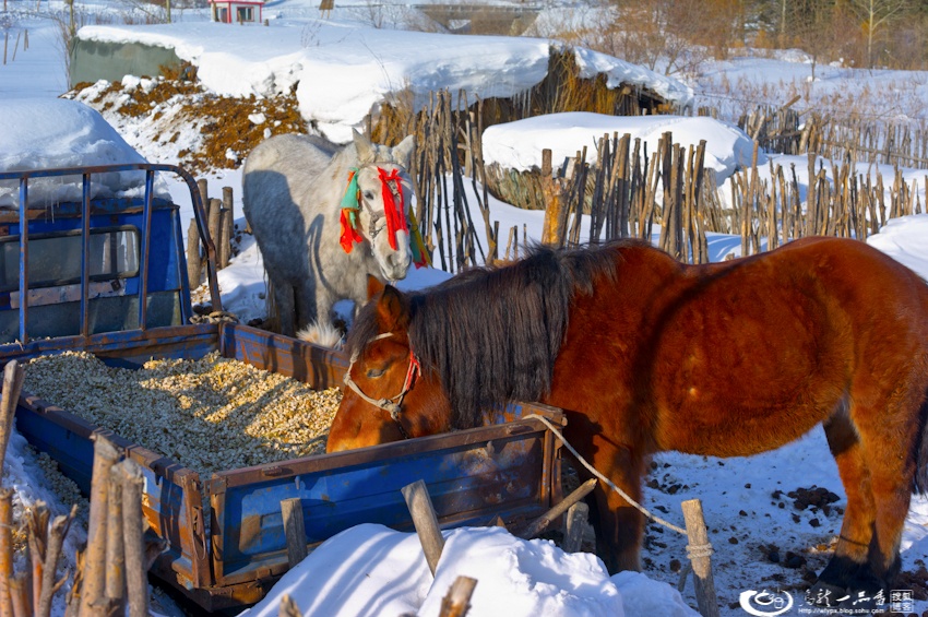 大象成视人3秒跳转视频