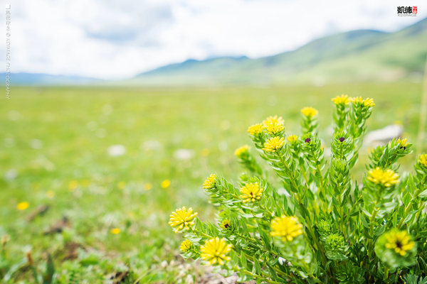 大象成视人3秒跳转视频