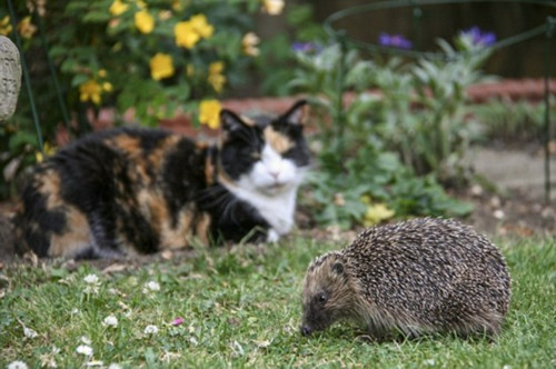 英国刺猬吃成胖墩:被强制减肥样子萌翻天