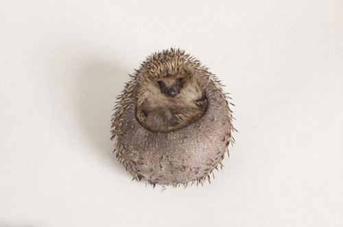 英国刺猬吃成胖墩:被强制减肥样子萌翻天