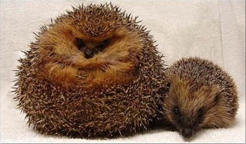 英国刺猬吃成胖墩:被强制减肥样子萌翻天